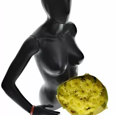 Kytice 7 chryzantém BALTICA YELLOW