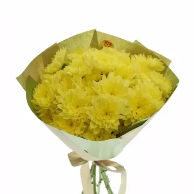 Kytice 7 chryzantém BALTICA YELLOW