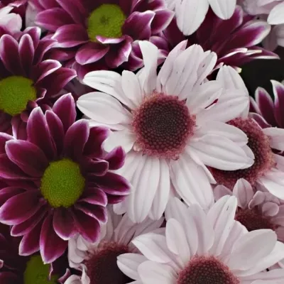 Kytice 7 chryzantém LOVELY HAYDAR