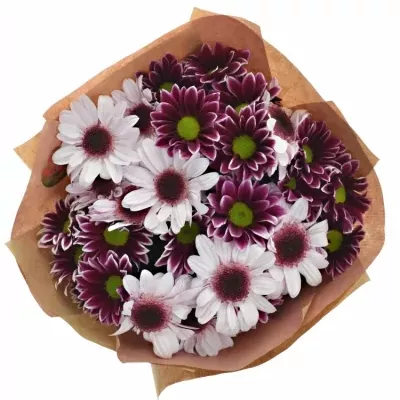 Kytice 7 chryzantém LOVELY HAYDAR