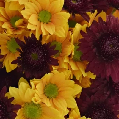 Kytice 7 chryzantém ORANGE SMOKEY