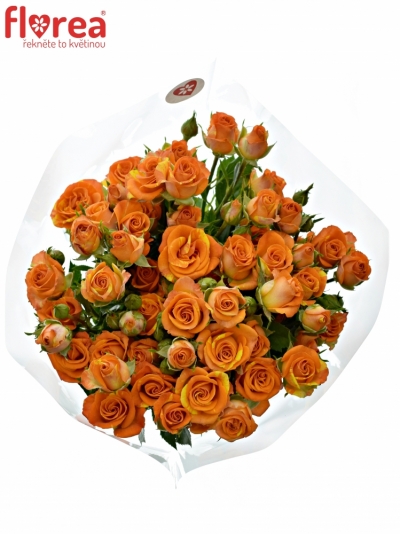 Kytice 7 trsových oranžových růží SMASHING 40cm