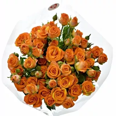 Kytice 7 trsových oranžových růží SMASHING 50cm