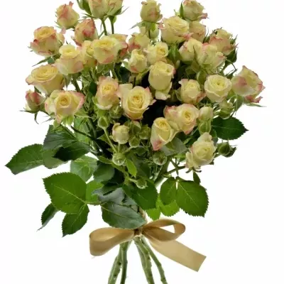 Kytice 7 trsových růží CANDELICIOUS 50cm