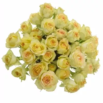 Kytica 7 trsových ruží Estevan