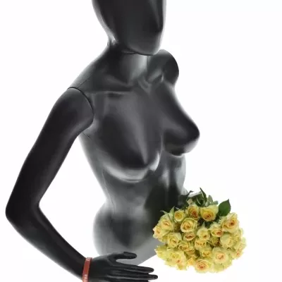 Kytice 7 trsových růží ESTEVANA