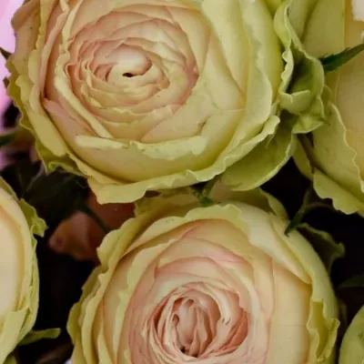 Kytice 7 trsových růží GALINA 60cm