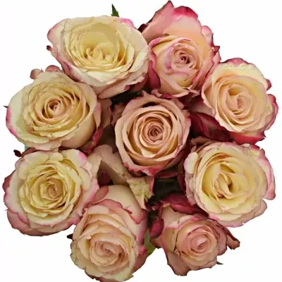 Kytice 9 bílorůžových růží ADVANCE SWEETNESS 60cm