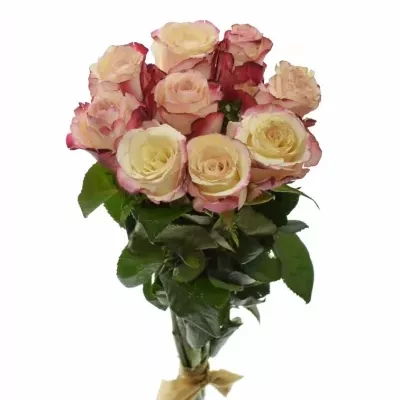 Kytice 9 bílorůžových růží ADVANCE SWEETNESS 40cm
