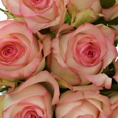 Kytice 9 bílorůžových růží JUMILIA 50cm