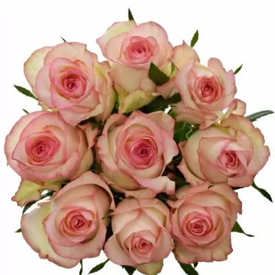 Kytice 9 bílorůžových růží JUMILIA 80cm