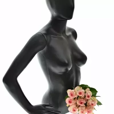 Kytica 9 bieloružových ruží JUMILIA 50cm