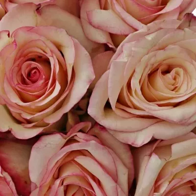 Kytice 9 bÍlorůžových růží TORMENTA