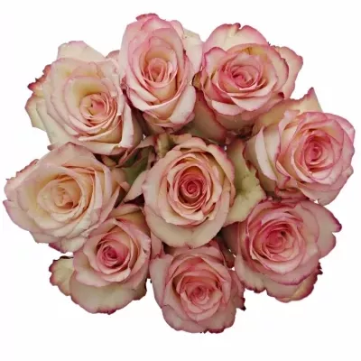 Kytice 9 bÍlorůžových růží TORMENTA 40cm
