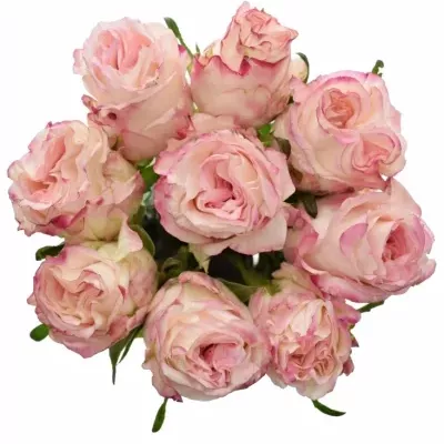 Kytice 9 bílorůžových růží VERY CUTE 40cm