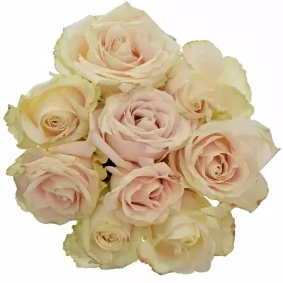 Kytice 9 bílých růží ADOR AVALANCHE+ 80cm