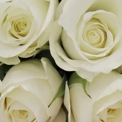 Kytice 9 bílých růží AKITO