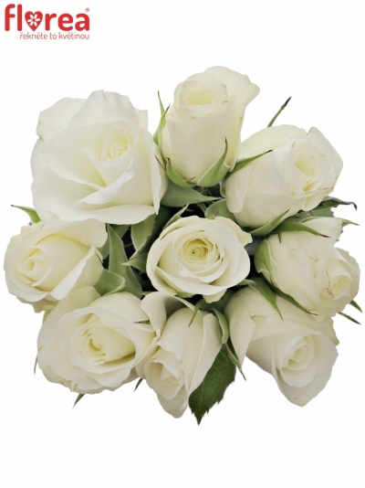 Kytice 9 bílých růží AKITO 60cm