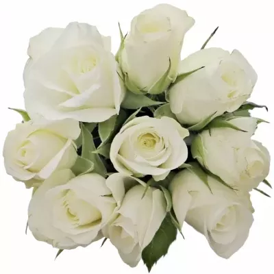 Kytice 9 bílých růží AKITO 50cm