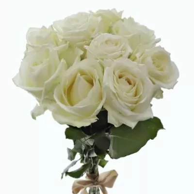 Kytice 9 bílých růží ALBATROS