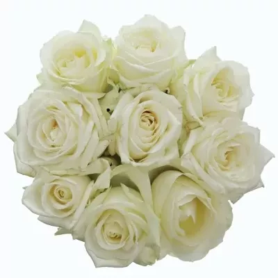 Kytice 9 bílých růží ALBATROS 60cm