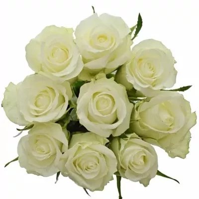 Kytice 9 bílých růží ALPE D´HUEZ 70 cm
