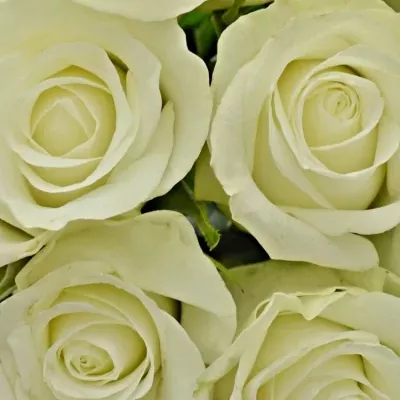 Kytice 9 bílých růží ASPEN 40cm