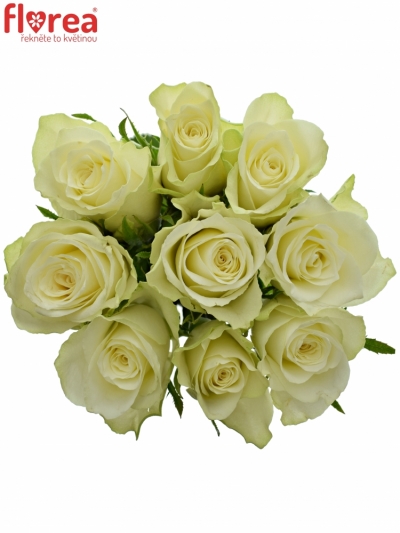 Kytice 9 bílých růží ATHENA 60cm