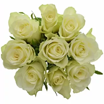 Kytice 9 bílých růží ATHENA 40cm