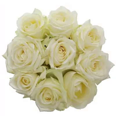 Kytice 9 bílých růží AVALANCHE  40cm