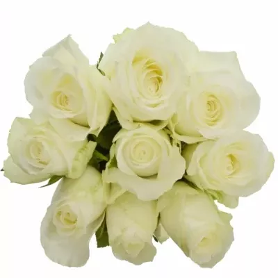 Kytice 9 bílých růží COUNTDOWN