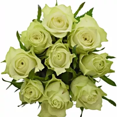 Kytice 9 bílých růží MURU 50 cm