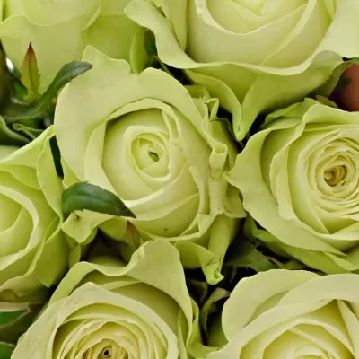 Kytice 9 bílých růží MURU 50 cm