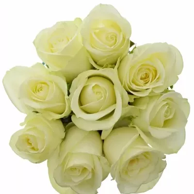 Kytice 9 bílých růží SNOWSTORM 50cm
