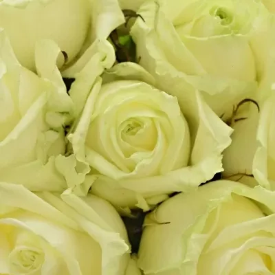 Kytice 9 bílých růží WHITE NAOMI