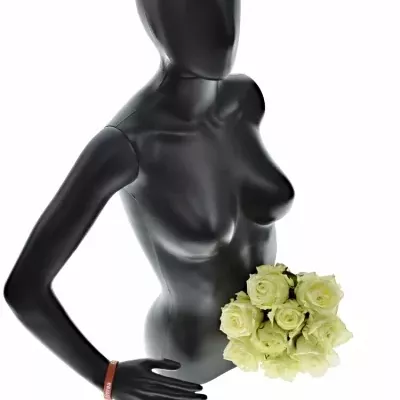 Kytice 9 bílých růží WHITE NAOMI