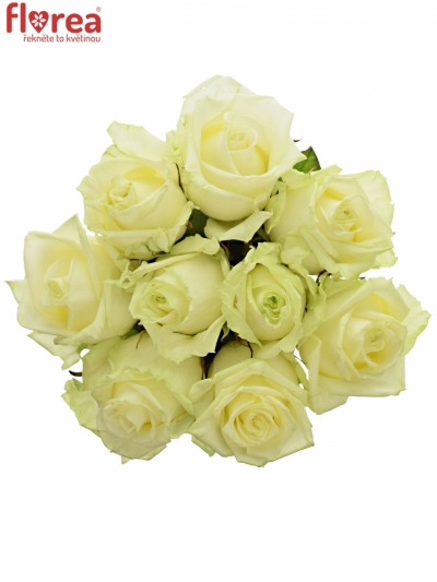 Kytice 9 bílých růží WHITE NAOMI 70cm