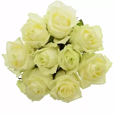 Kytice 9 bílých růží WHITE NAOMI 70cm