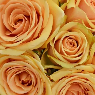 Kytice 9 čajových růží ALCHEMY