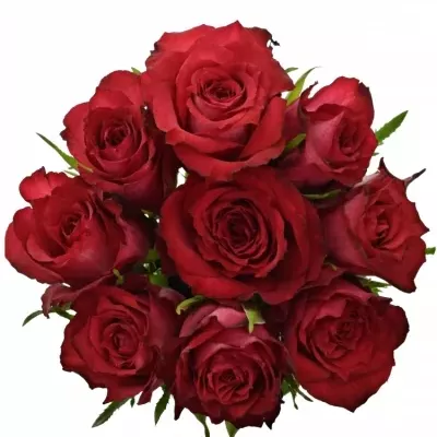 Kytice 9 červenofialových růží DARK LULU 50 cm