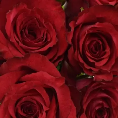 Kytice 9 červenofialových růží DARK LULU 50 cm