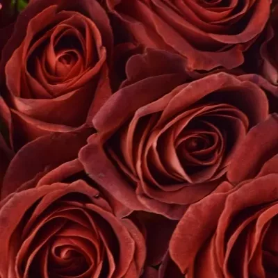 Kytice 9 červenohnědých růží CAFE DEL MAR