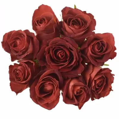 Kytice 9 červenohnědých růží CAFE DEL MAR