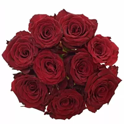 Kytice 9 červených růží ABBA 80cm