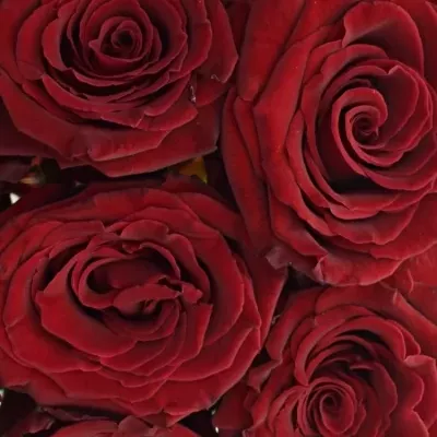 Kytice 9 červených růží ABBA
