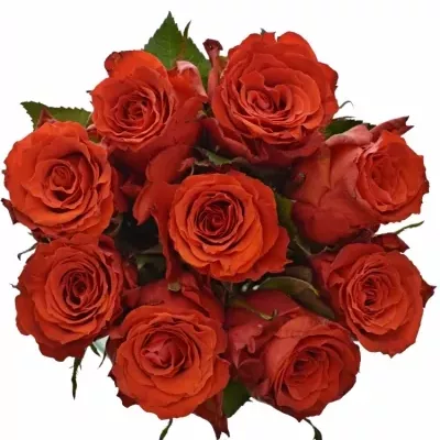 Kytice 9 červených růží BRIGHT TORCH 90cm