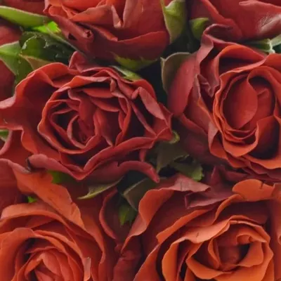 Kytice 9 červených růží EL TORO 30cm