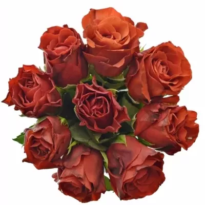 Kytice 9 červených růží El Toro 70cm