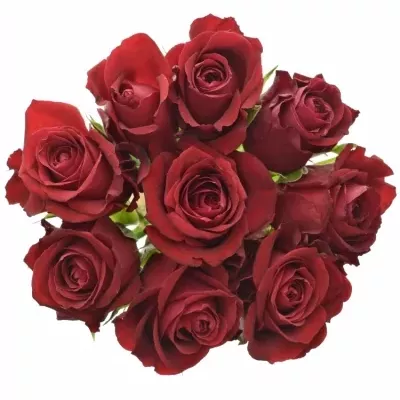 Kytice 9 červených růží FURIOSA 40cm