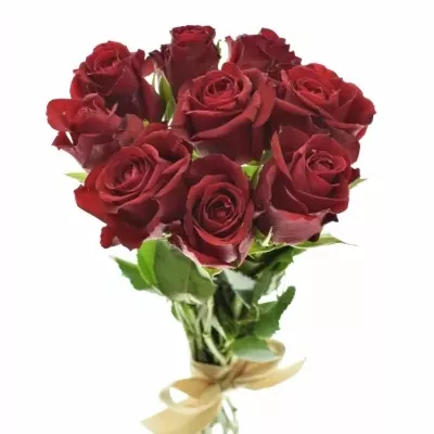 Kytice 9 červených růží FURIOSA 35cm
